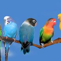 al-kanari-again-logo-200x200-5765