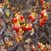 bittersweet-logo-200x200-1320