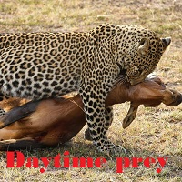 daytime-prey-logo-200x200-5148