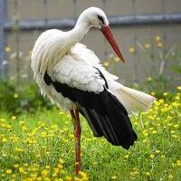 ea-stork-logo-200x200-9824