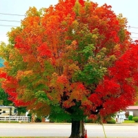 evolution-scalper-grid-v22-logo-200x200-9518