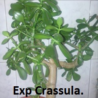 exp-crassula-logo-200x200-5178