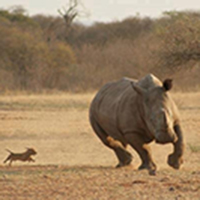 exponential-trend-chaser-logo-200x200-8034