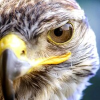 falcon-ea-5-logo-200x200-4229