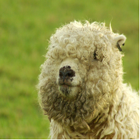 fluffy-sheep-logo-200x200-1301