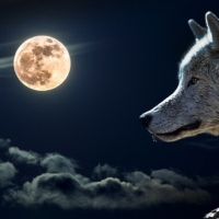 gerfx-nightwalker-ea-logo-200x200-6112