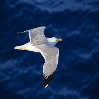 gulls-ea-logo-200x200-2766