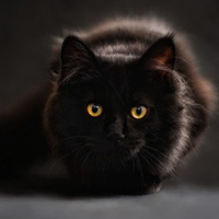 hunting-cat-ea-logo-200x200-4801