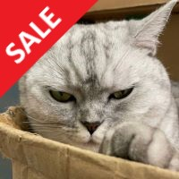 hunting-cat-scalper-logo-200x200-4521