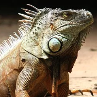 lizard-scalper-pro-logo-200x200-6559