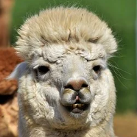 llama-crazy-pro-mt5-logo-200x200-3290