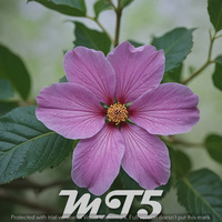 mauve-expert-mt5-logo-200x200-3608