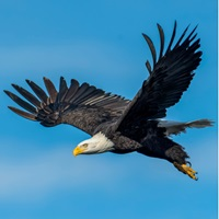 nasdaq-eagle-trader-logo-200x200-4476