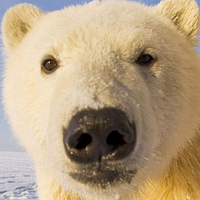 polar-bear-logo-200x200-3673