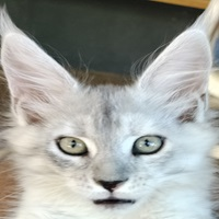 sky-is-the-limit-ea-logo-200x200-1682