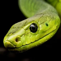 snake-crazy-pro-logo-200x200-7761