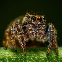 spider-crazy-pro-logo-200x200-6084