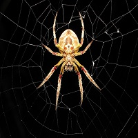 spidey-logo-200x200-3197