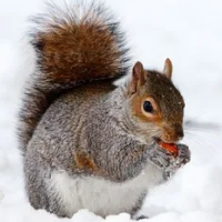 squirrel-trader-pro-logo-200x200-1182