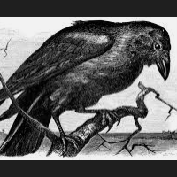 the-raven-ea-logo-200x200-4501