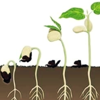 the-seed-of-a-big-tree-logo-200x200-5475