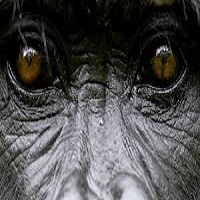 thegorillaea-logo-200x200-9734