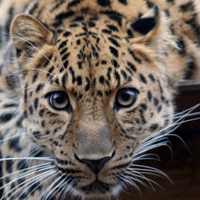 tigerpower-ea-logo-200x200-1411