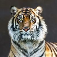 when-trend-logo-200x200-7956